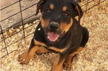 Puppies for sale rottweiler - Portugal, Almada