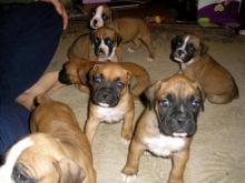 Puppies for sale boxer - Ireland, Cork. Price 11 €