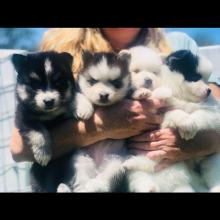 Puppies for sale haski - USA, California, San Diego