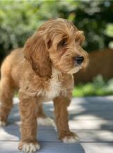 Puppies for sale , cockapoo - Czech Republic, Olomouc