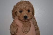 Puppies for sale toy-poodle - Spain, Figeyras. Price 250 €