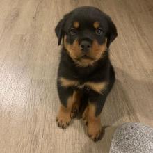 Puppies for sale rottweiler - Italy, Syracuse