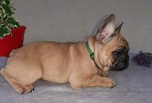 Puppies for sale french bulldog - Germany, Dortmund