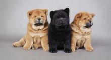 Puppies for sale chow chow - Estonia, Tallinn