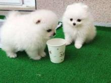 Puppies for sale pomeranian spitz - Latvia, Daugavpils