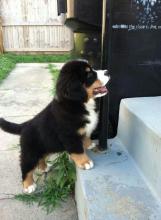 Puppies for sale bernese mountain dog - Georgia, Zugdidi. Price 11 €