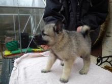 Puppies for sale , norwegian elkhound - Czech Republic, Brno. Price 10 €