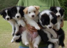 Puppies for sale border collie - Finland, Helsinki. Price 11 €