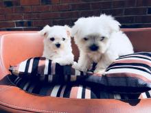 Puppies for sale maltese - United Kingdom, Aberdeen. Price 250 €