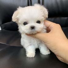 Puppies for sale maltese - USA, Florida, Jacksonville