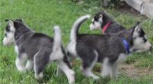 Puppies for sale , siberian husky - Romania, Constanta