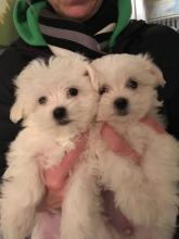 Puppies for sale maltese - Greece, Thessaloniki. Price 250 €