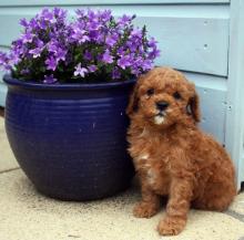 Puppies for sale toy-poodle - France, Marseille. Price 250 €