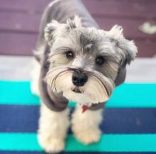 Puppies for sale , miniature schnauzer - Italy, Genoa