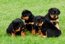 Puppies for sale rottweiler - Latvia, Valka