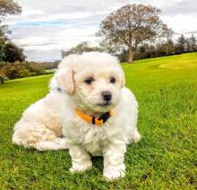 Puppies for sale bichon - Austria, Graz. Price 250 €