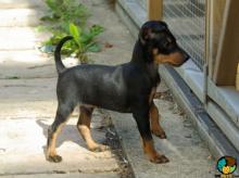 Puppies for sale toy-terrier - France, Paris. Price 10 €