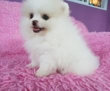 Puppies for sale pomeranian spitz - Latvia, Madonna