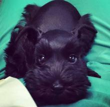 Puppies for sale , miniature schnauzer - Germany, Trier