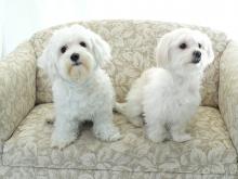 Puppies for sale maltese - Latvia, 