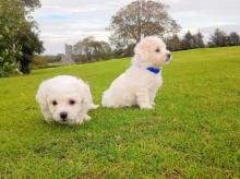 Puppies for sale bichon - Sweden, Goteborg. Price 250 €