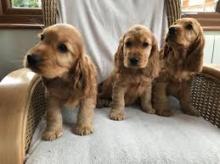 Puppies for sale cocker spaniel - Netherlands, Rotterdam. Price 11 €