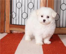 Puppies for sale maltese - Belarus, Brest