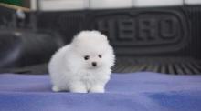 Puppies for sale , pomerania - Lithuania, Svencionys