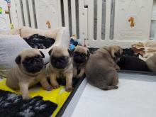 Puppies for sale pug - Austria, Linz. Price 250 €