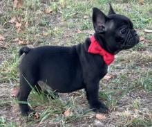 Puppies for sale french bulldog - Latvia, Aizkraukle