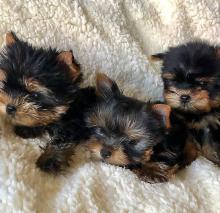 Puppies for sale , yorkie - Italy, Perugia