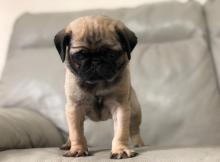 Puppies for sale pug - Estonia, Sillamyae. Price 250 €