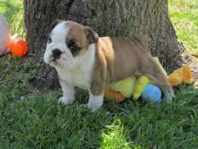 Puppies for sale , english bulldog puppies - Belarus, Gomel