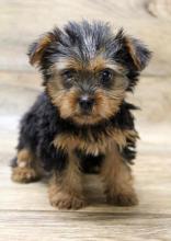 Puppies for sale yorkshire terrier - Tajikistan, Isfara