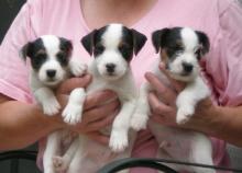 Puppies for sale , jack russell terrier puppies - Russia, Barnaul