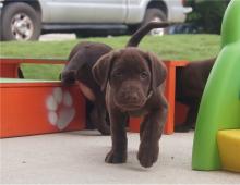 Puppies for sale , labradors puppies - Belarus, Vitebsk