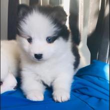 Puppies for sale pomeranian spitz - USA, Illinois, Chicago