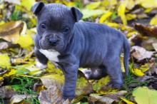 Puppies for sale , american staffordshire terrier puppies - Belarus, Grodno