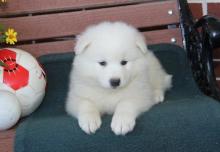 Puppies for sale , samoyed puppies - Tajikistan, Isfara