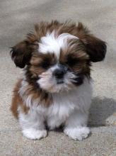 Puppies for sale shih tzu - Luxembourg, Luxembourg