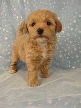 Puppies for sale poodle - Slovenia, Kralevitse