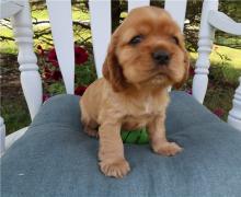 Puppies for sale , cocker-spaniel puppies - Hungary, Debrecen