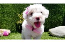 Puppies for sale other breed, maltipoo pups - Russia, Astrakhan