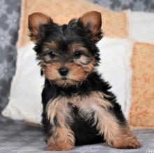 Puppies for sale yorkshire terrier - Netherlands, Maastricht