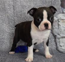 Puppies for sale , boston terrie puppies - Latvia, Dobele