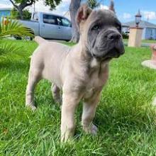 Puppies for sale , cane corso - Uzbekistan, Samarkand