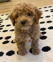 Puppies for sale , cockapoo - Netherlands, Arnhem