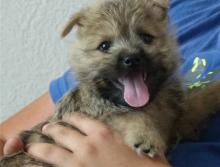 Puppies for sale other breed, cairn terrier - Cyprus, Protaras