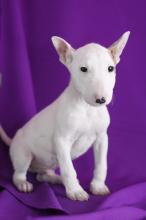 Puppies for sale bull terrier - Cyprus, Nicosia