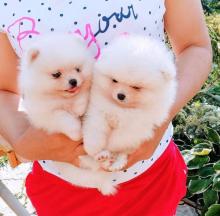 Puppies for sale pomeranian spitz - Ukraine, Kherson